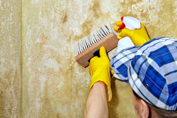 Best Mold Odor Removal Services  in Zellwood, FL