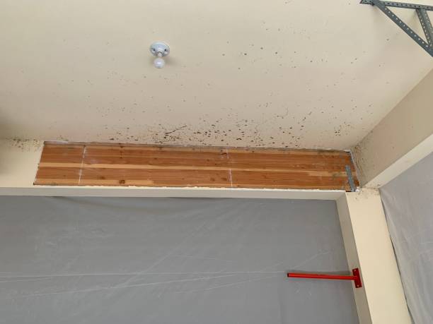 Best Black Mold Removal  in Zellwood, FL