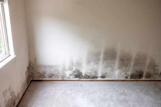 Best Biohazard Mold Removal  in Zellwood, FL